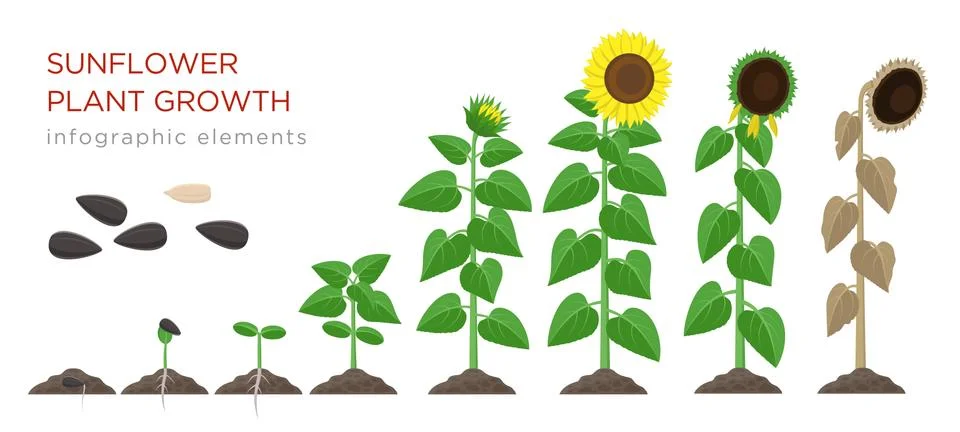 Sunflower growing process vector illustration flat design. Planting process of イラスト素材