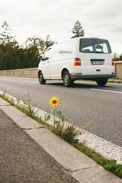 Sunflower growing on road bridge.Author processing, film effect, selective focus Stock Photos