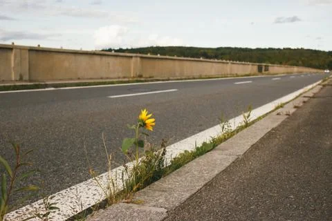 Sunflower growing on road bridge.Author processing, film effect, selective focus Stock Photos