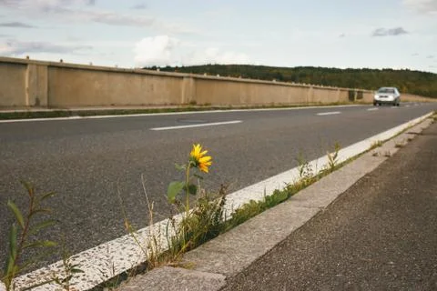 Sunflower growing on road bridge.Author processing, film effect, selective focus Stock Photos