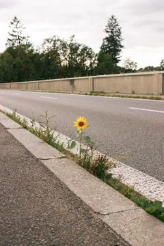 Sunflower growing on road bridge.Author processing, film effect, selective focus Stock Photos
