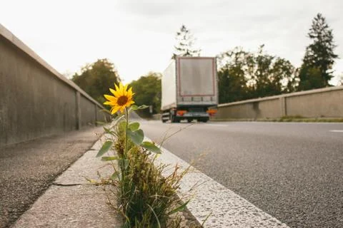 Sunflower growing on road bridge.Author processing, film effect, selective focus Foto stock