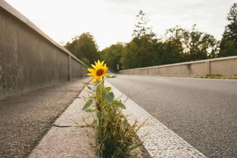 Sunflower growing on road bridge.Author processing, film effect, selective focus Stock Photos