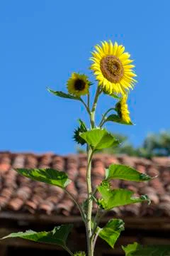 Sunflower is grown Stock Photos