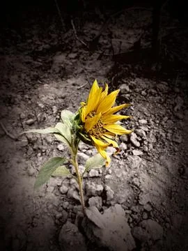 A Sunflower grows in the desert. Stock Photos