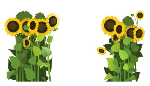 Sunflower grows in field. Frame with place for text. Harvest agricultural pla Stock Illustration