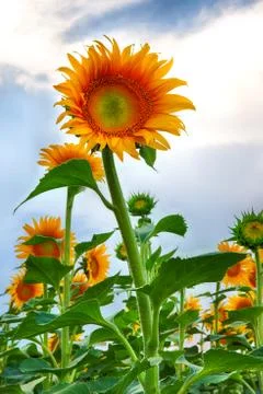 Sunflower grows on the field Stock Photos