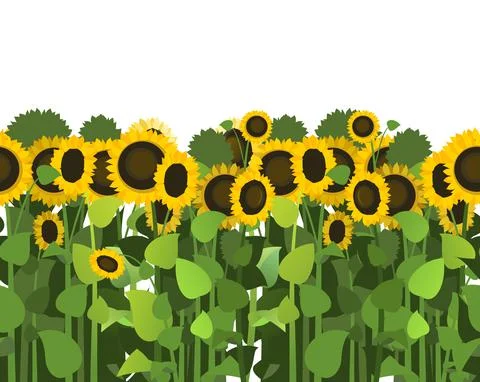 Sunflower grows in field. Seamless pattern. Harvest agricultural plant. Food  Stock Illustration