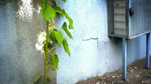 Sunflower grows from a house stone Stock Footage 49613057