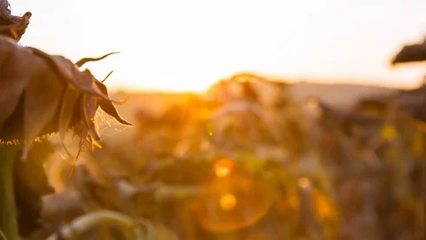 Sunflower grows under the warm sun rays Stock Footage 81745691