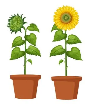 Sunflower Growth Cycle Vector Illustration in Terracotta Pots Stock Illustration