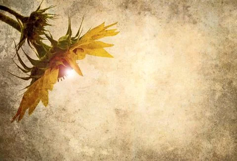 Sunflower grunge. Stock Photos