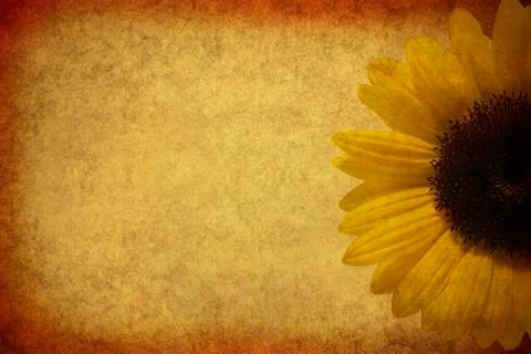 Sunflower with grunge texture. Stock Photos