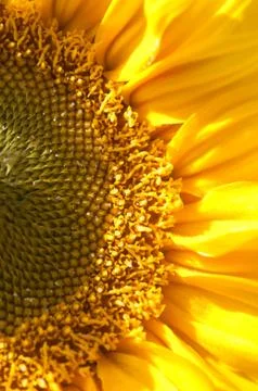 Sunflower Half Stock Photos