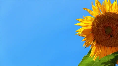 Sunflower Half Right Stock Footage 57733116