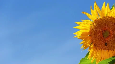 Sunflower Half Slow Motion Stock Footage 57733300