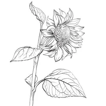 Sunflower. Hand drawn monochrome illustration Stock Illustration