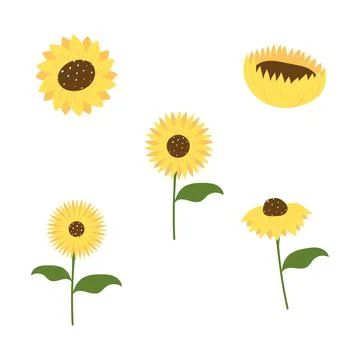 Sunflower hand drawn style Stock Illustration