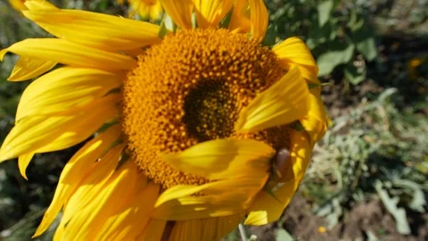 Sunflower in hand Stock-Footage 116971398