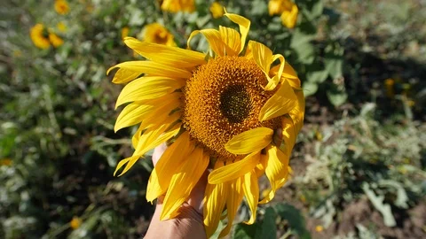 Sunflower in hand Video stock 116971408