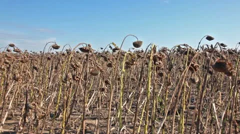 Sunflower harvest Stock Footage 24662456
