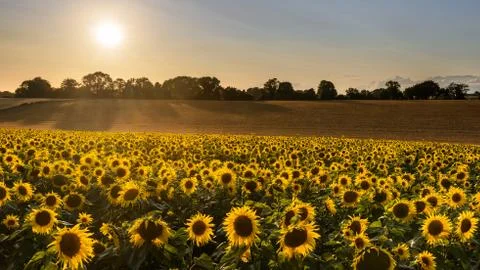 Sunflower harvest Stock Photos
