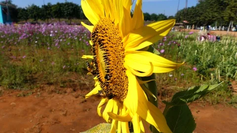 Sunflower has a bee on the pollen. Stockbeeldmateriaal 97334802