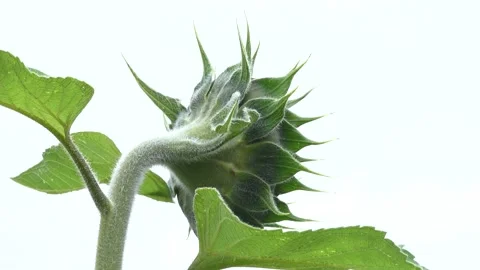 Has Yet Stock Videos Royalty Free HD 4K Videos