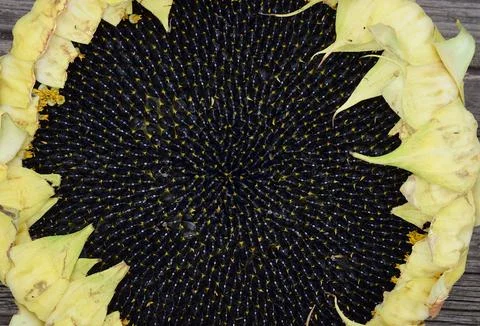 Sunflower hat close-up, top view. Stock Photos