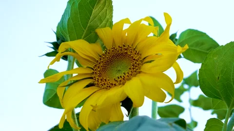 Sunflower hat at dawn. Stock-Footage 246471051