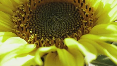 Sunflower head close up, moving by wind Stock Footage 144077810