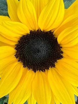 Sunflower head close-up Stock Photos