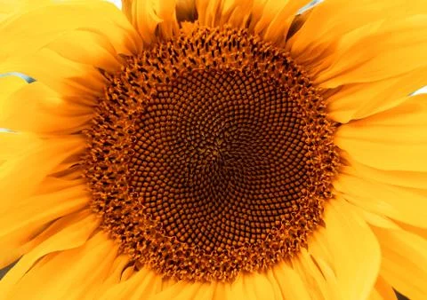 Sunflower head closeup. Beautiful pattern. Abstract natural background. Rustic Stock Photos