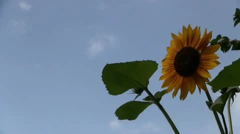 Sunflower head 스톡 동영상 11365637