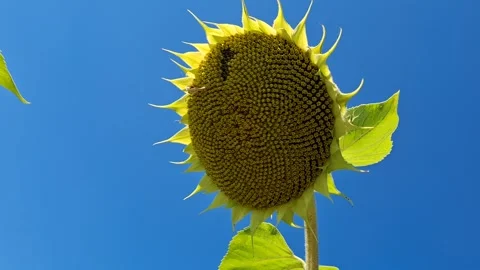 Sunflower head Stock-Footage 344480155