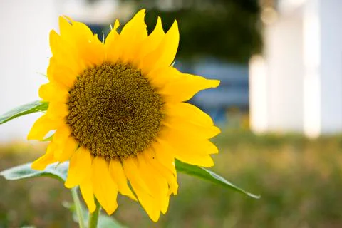 A sunflower head in front of white columns. Stock Photos