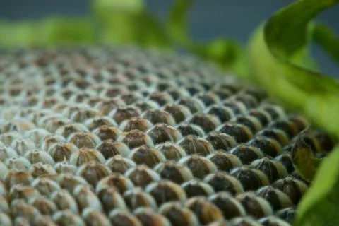 Sunflower head gray seeds pattern Stock Photos