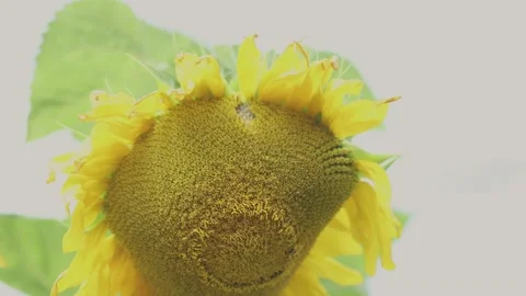 Sunflower head in a heart shape and smile Stock Footage 159211133