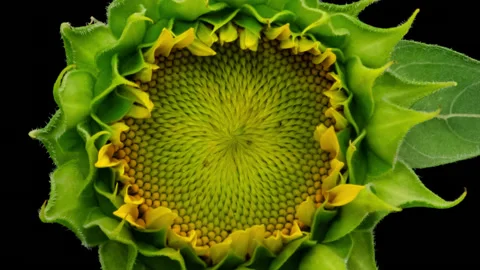 Sunflower head opening timelapse on black Stock Footage 158928330