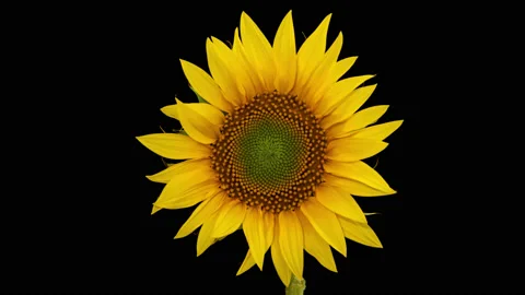 Sunflower head opening timelapse on black Stock-Footage 231409877