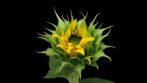 Sunflower head opening timelapse on black Stock Footage 253997327