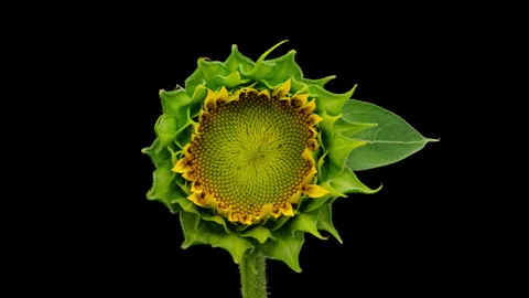 Sunflower head opening timelapse on black Stock Footage 264871534