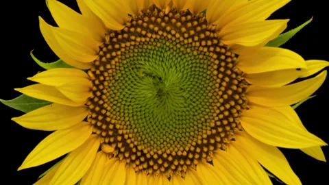 Sunflower head opening timelapse on black Stock Footage 304759450