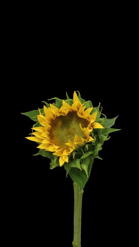 Sunflower head opening timelapse on black Stock Footage 326111213