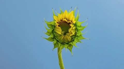 Sunflower Head opening timelapse on blue Stock Footage 136032457