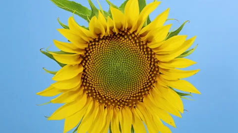Sunflower Head opening timelapse on blue Stock Footage 136837876