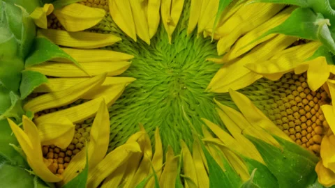 Sunflower head opening timelapse on blue screen Stock Footage 158434623