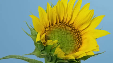 Sunflower head opening timelapse on blue screen Stock Footage 231259535