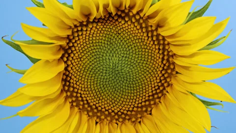 Sunflower head opening timelapse on blue screen Stock Footage 345452582
