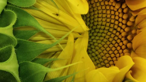 Sunflower Head opening timelapse Stock Footage 136510907